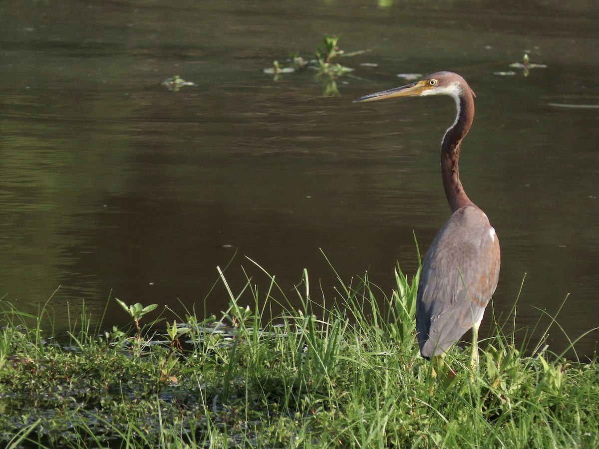 Tricolored Heron - Quinn Emmering