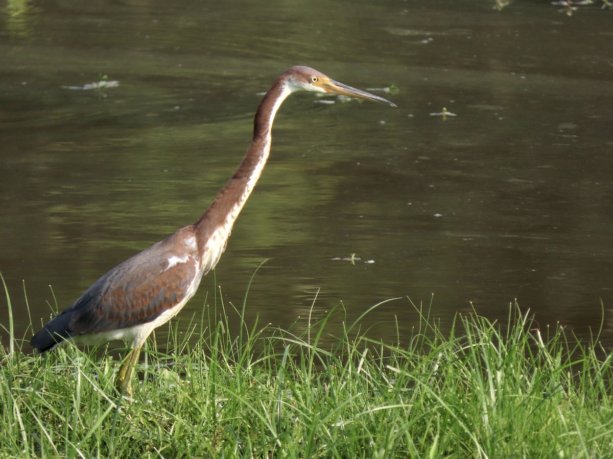 Tricolored Heron - Quinn Emmering