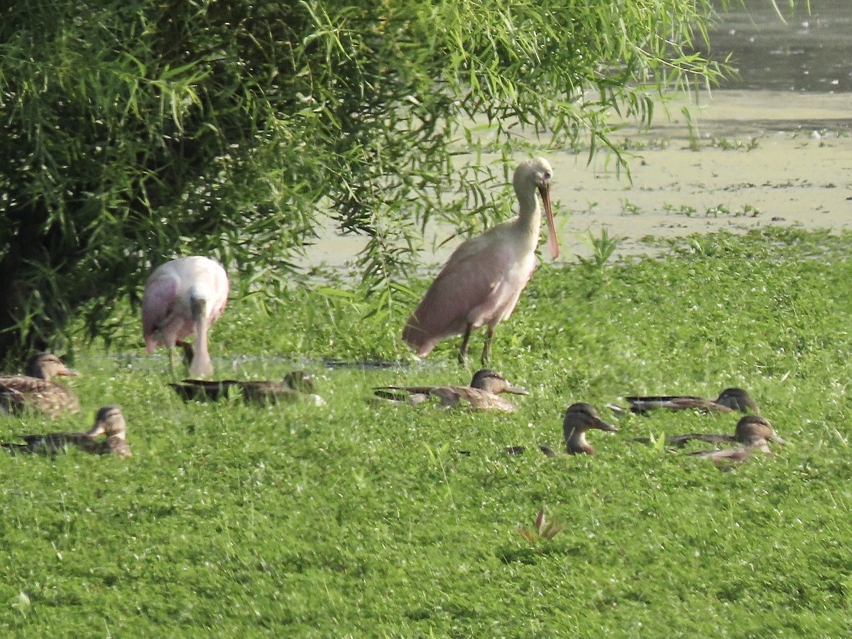 Roseate Spoonbill - Quinn Emmering