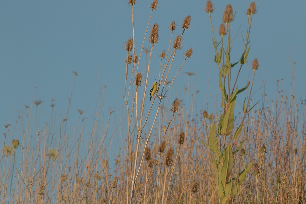 American Goldfinch - ML357336891