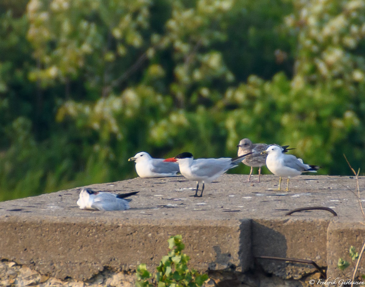 Caspian Tern - Frederik Gustavsson