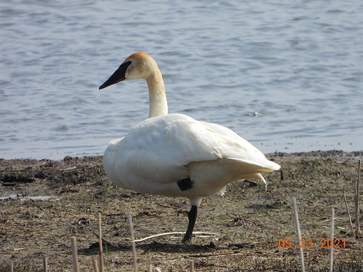 Trumpeter Swan - Bob Anderson