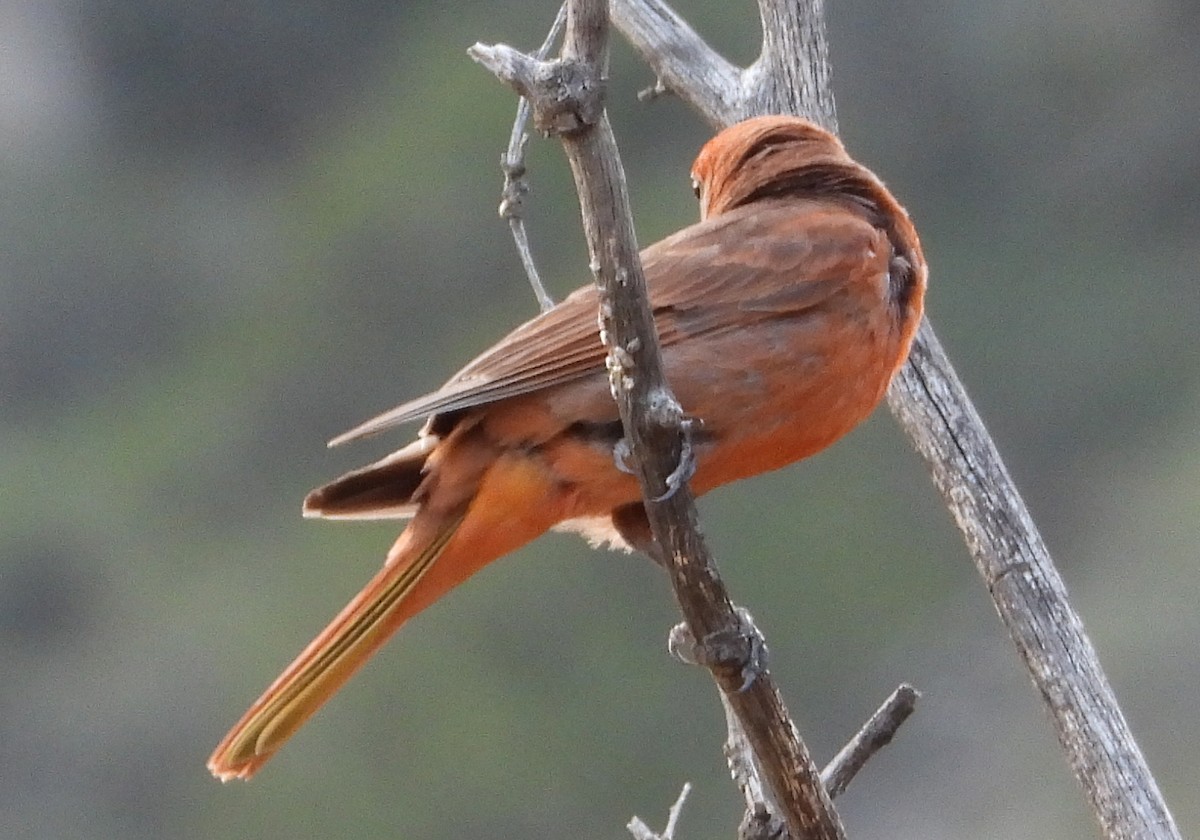 Hepatic Tanager - ML357338271