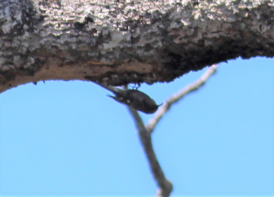 Brown Creeper - ML357338661