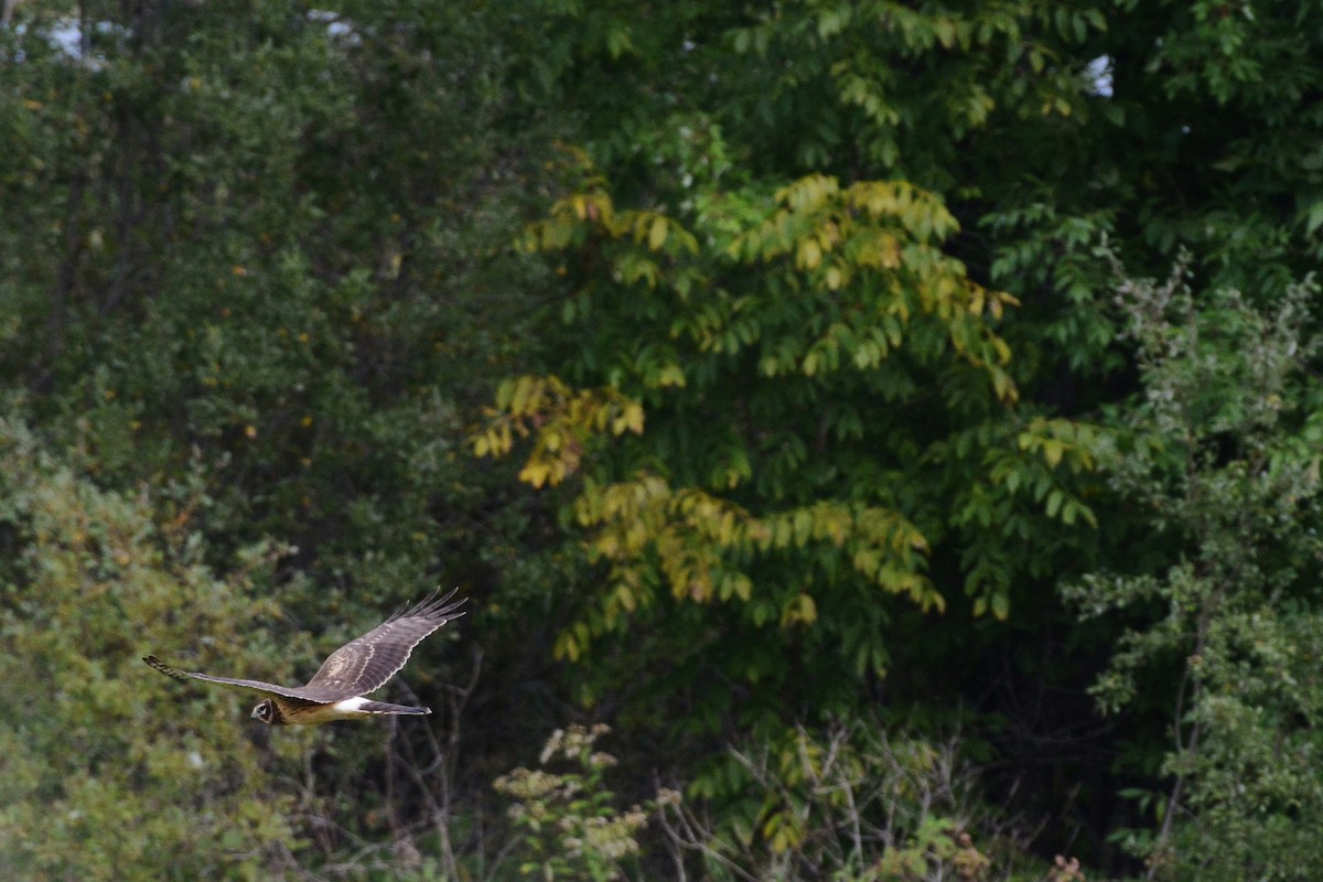 Northern Harrier - ML35733881