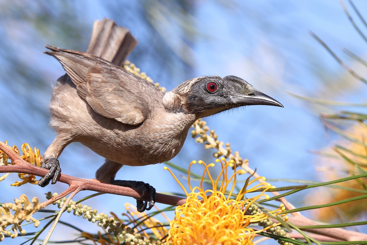Helmeted Friarbird (Hornbill) - ML357338941