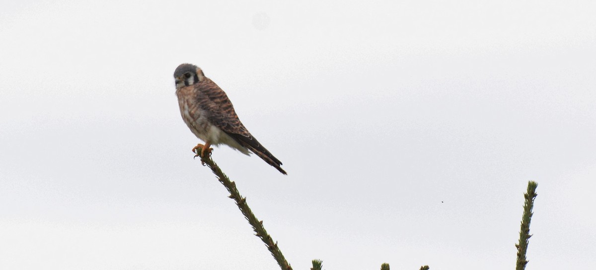 American Kestrel - ML35733921