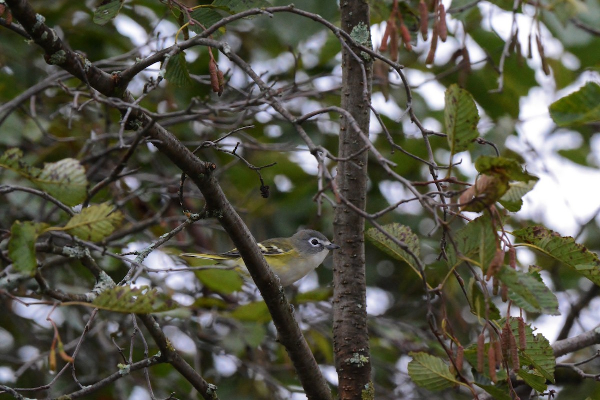 Vireo Solitario - ML35733981