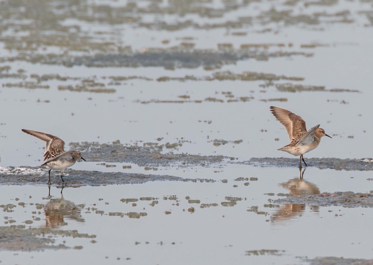 Baird's Sandpiper - ML357340051