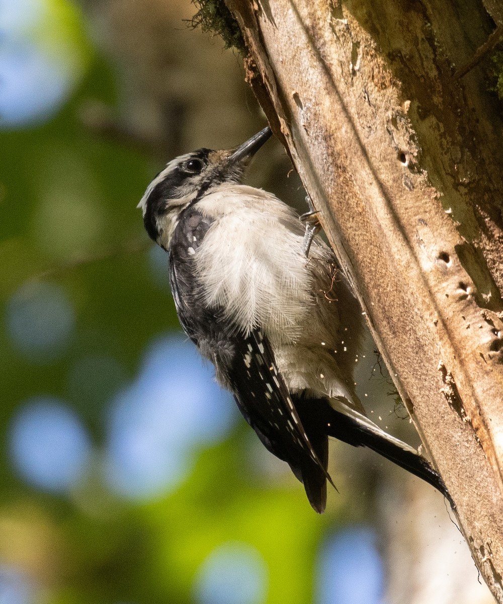 Hairy Woodpecker - ML357340331