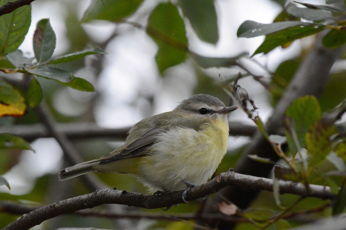 Vireo de Filadelfia - ML35734061