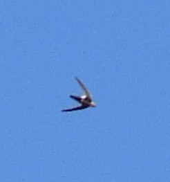 White-throated Swift - ML357342011