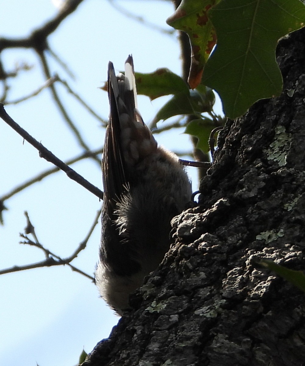 White-breasted Nuthatch - Caley Thomas