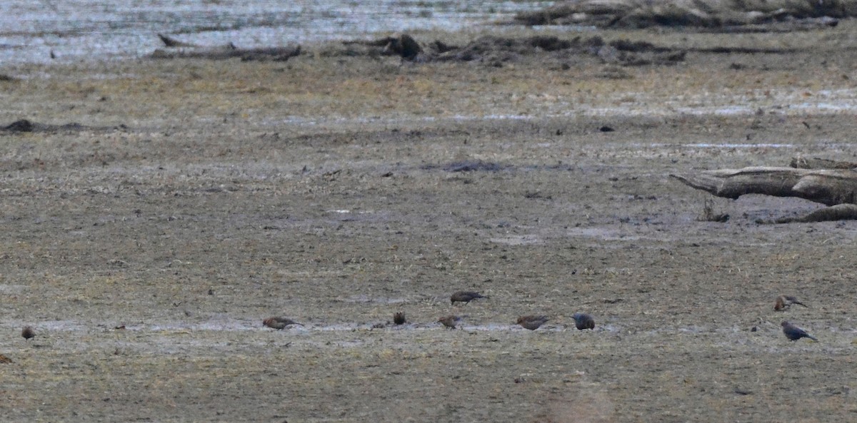 Rusty Blackbird - ML35734331