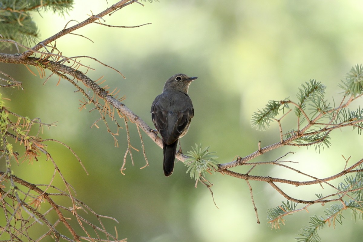 Townsend's Solitaire - Aaron Maizlish