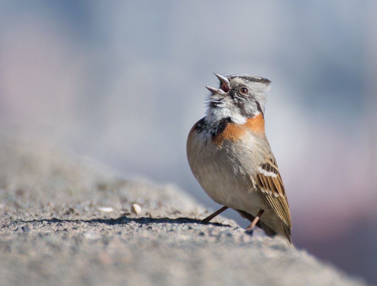 Rufous-collared Sparrow (Rufous-collared) - ML357343631
