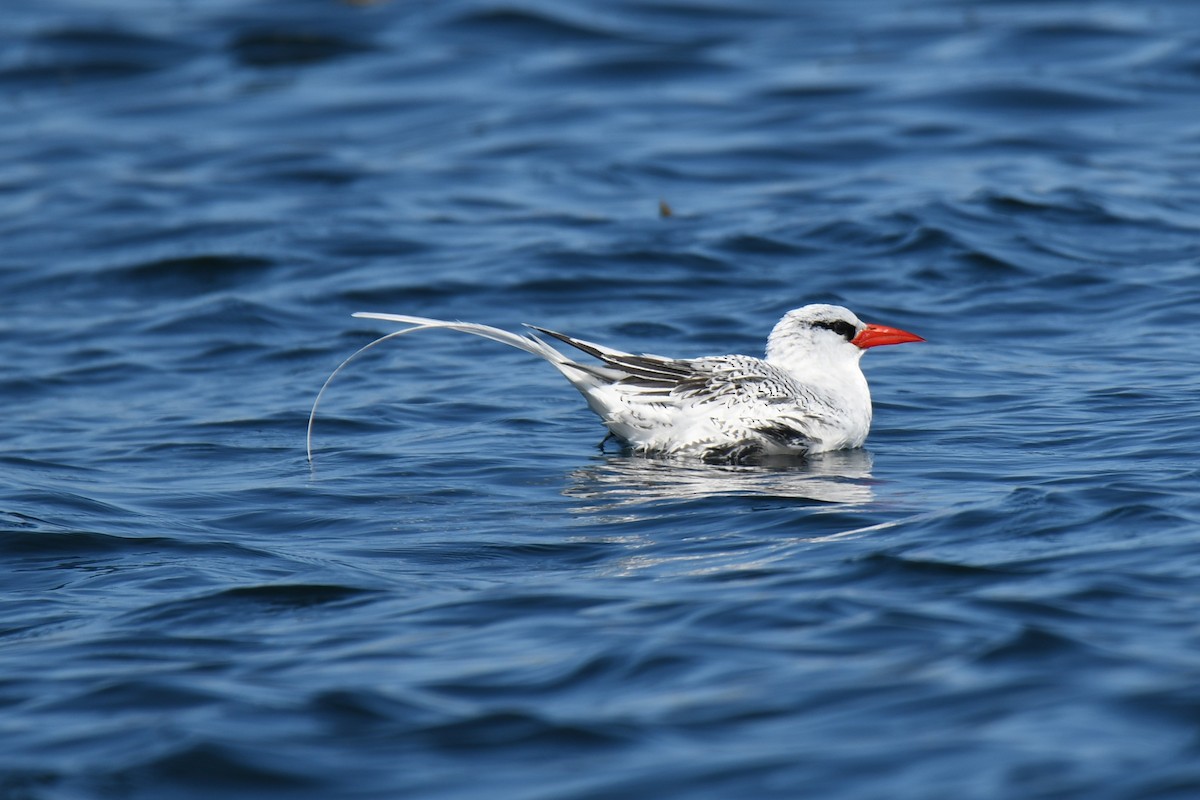 Red-billed Tropicbird - ML357344221