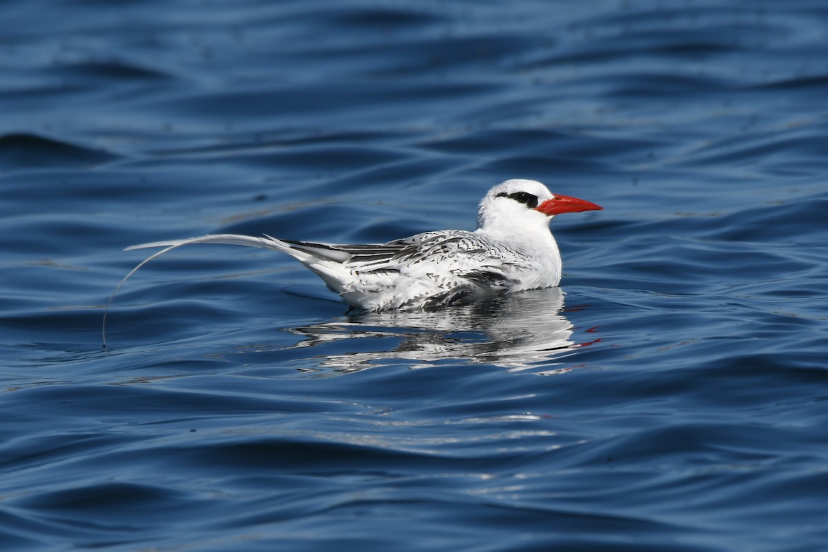 Red-billed Tropicbird - ML357344231