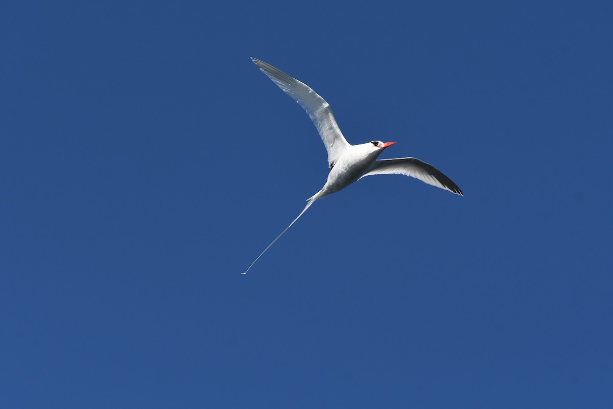 Red-billed Tropicbird - ML357344241