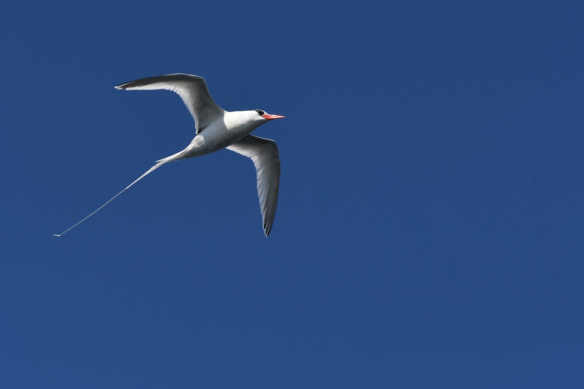 Red-billed Tropicbird - ML357344251