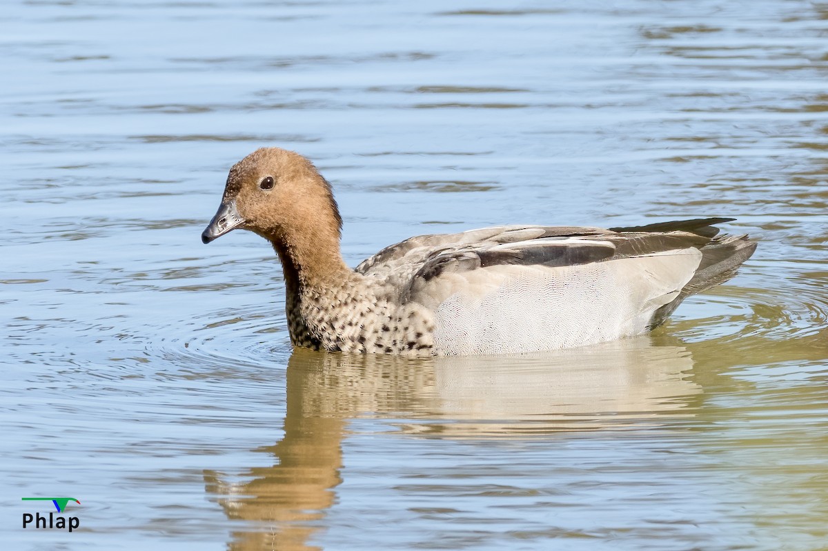 Maned Duck - Rodney Appleby