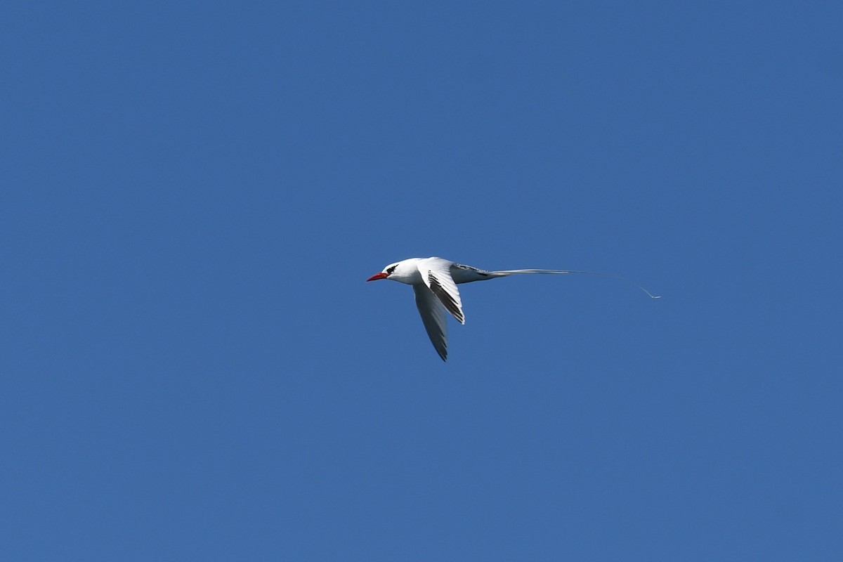 Red-billed Tropicbird - ML357346351