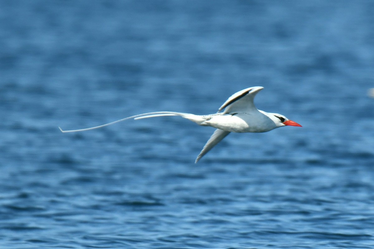 Red-billed Tropicbird - ML357346361