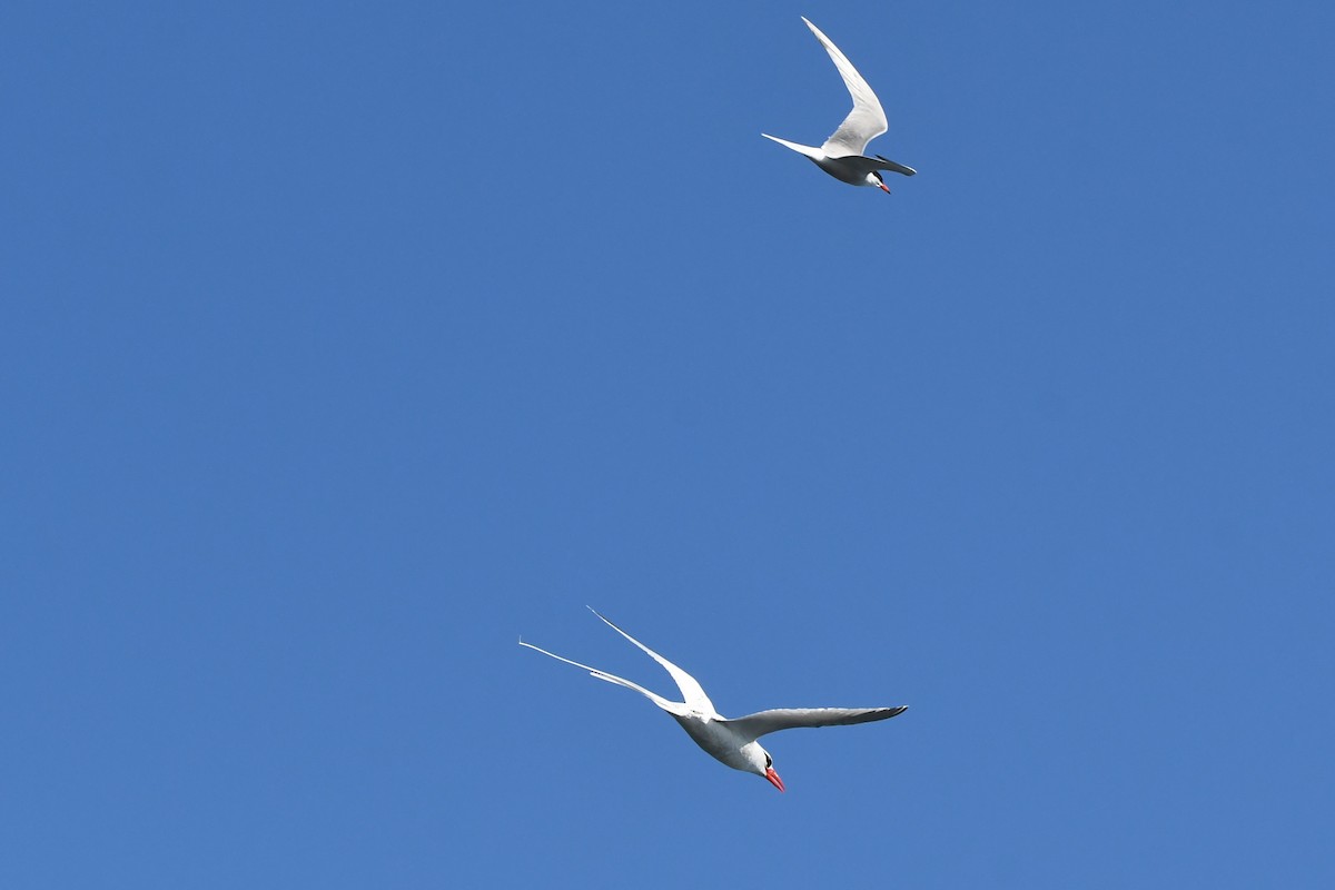 Red-billed Tropicbird - ML357346371