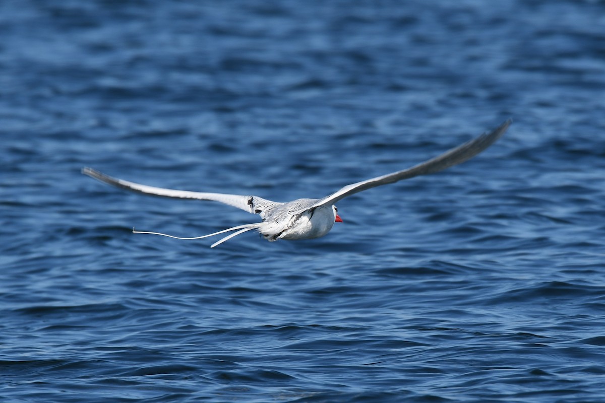 Red-billed Tropicbird - ML357346381