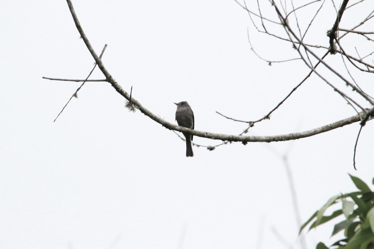 Smoke-colored Pewee - ML357346461