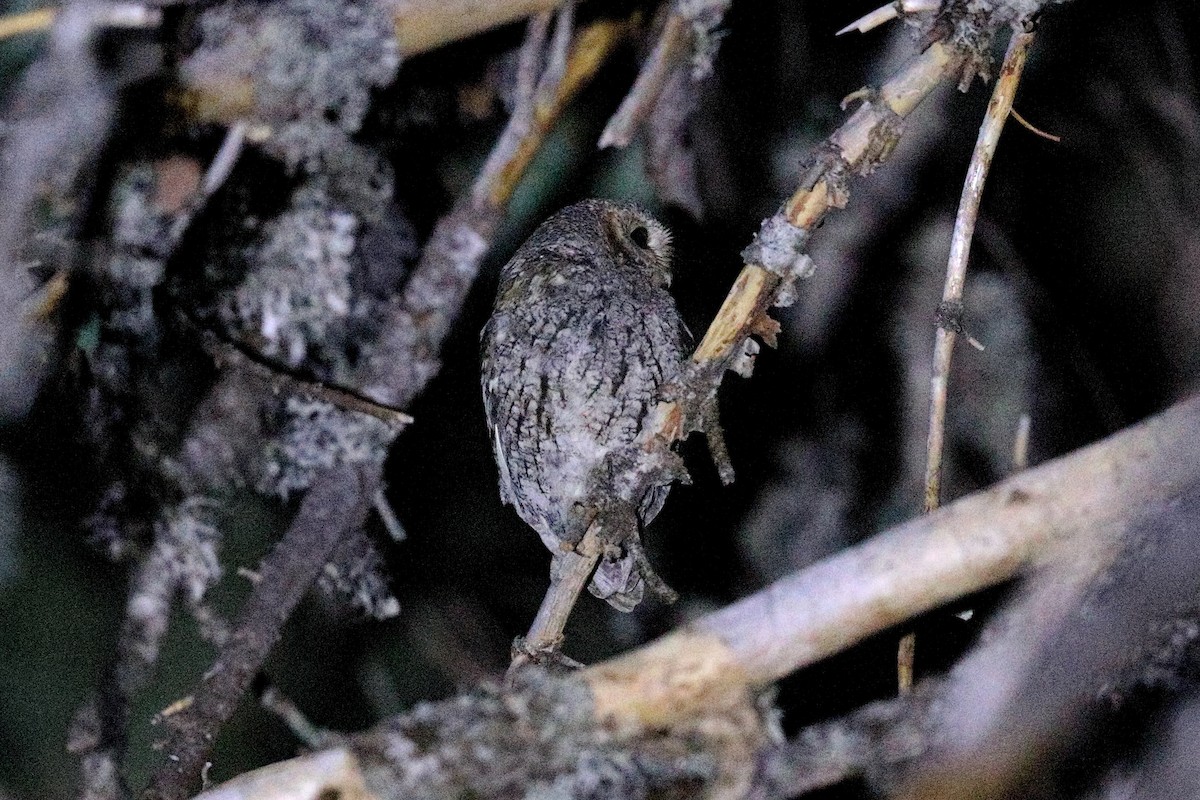 Flammulated Owl - ML357347131
