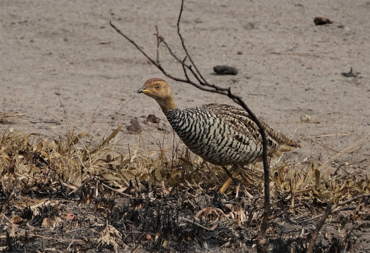 Coqui Francolin - ML357347171