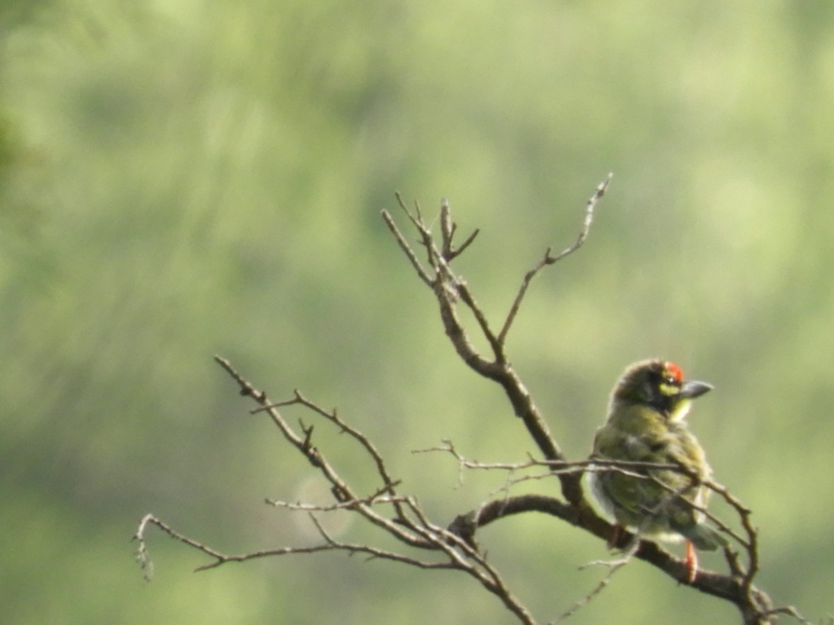 Coppersmith Barbet - ML357347411