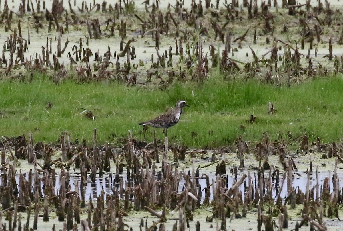 American Golden-Plover - Sandy Vorpahl