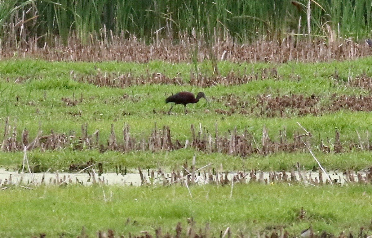 Glossy/White-faced Ibis - ML357349221