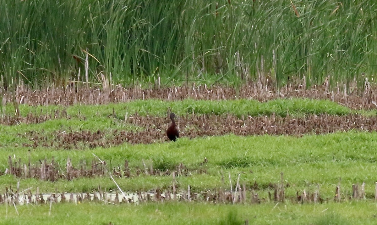 Glossy/White-faced Ibis - ML357349241