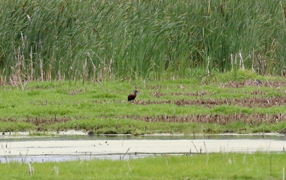 Glossy/White-faced Ibis - ML357349251