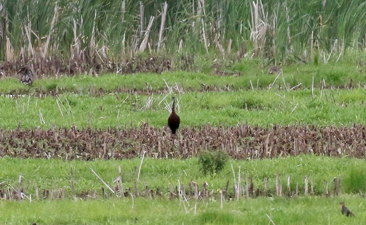 Glossy/White-faced Ibis - ML357349261