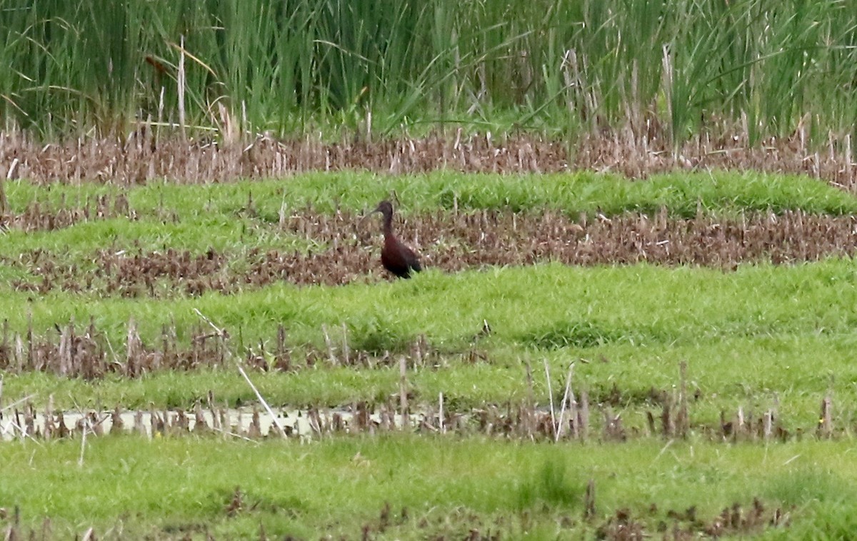 Glossy/White-faced Ibis - ML357349271