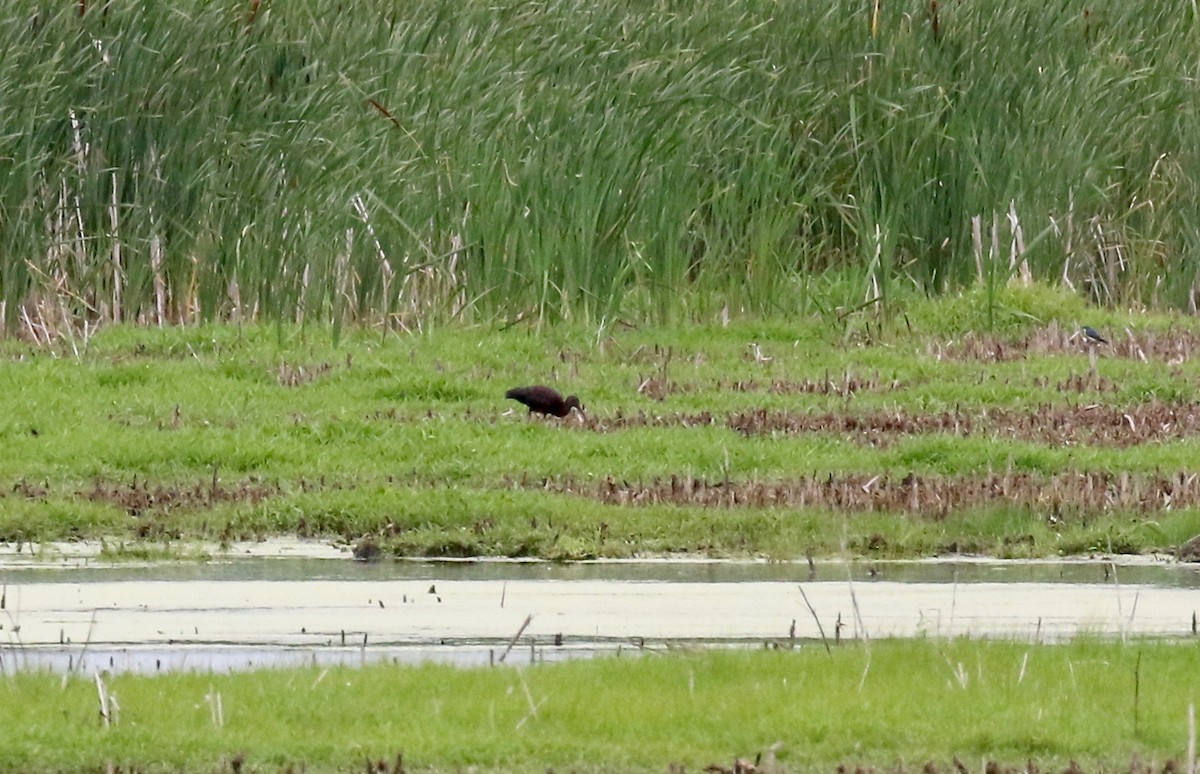 Glossy/White-faced Ibis - ML357349281