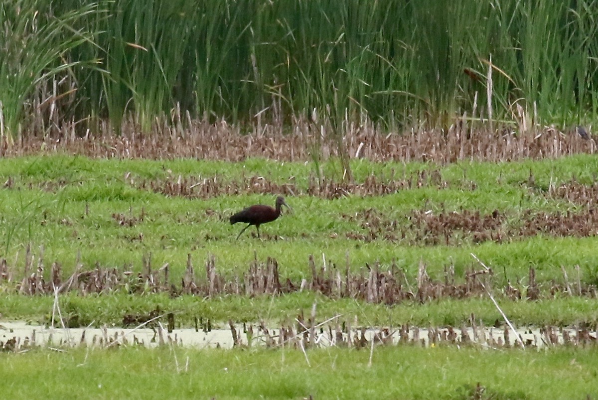 Glossy/White-faced Ibis - ML357349291