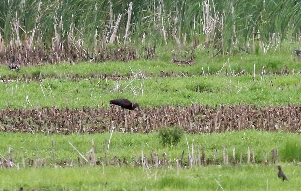 Glossy/White-faced Ibis - ML357349301