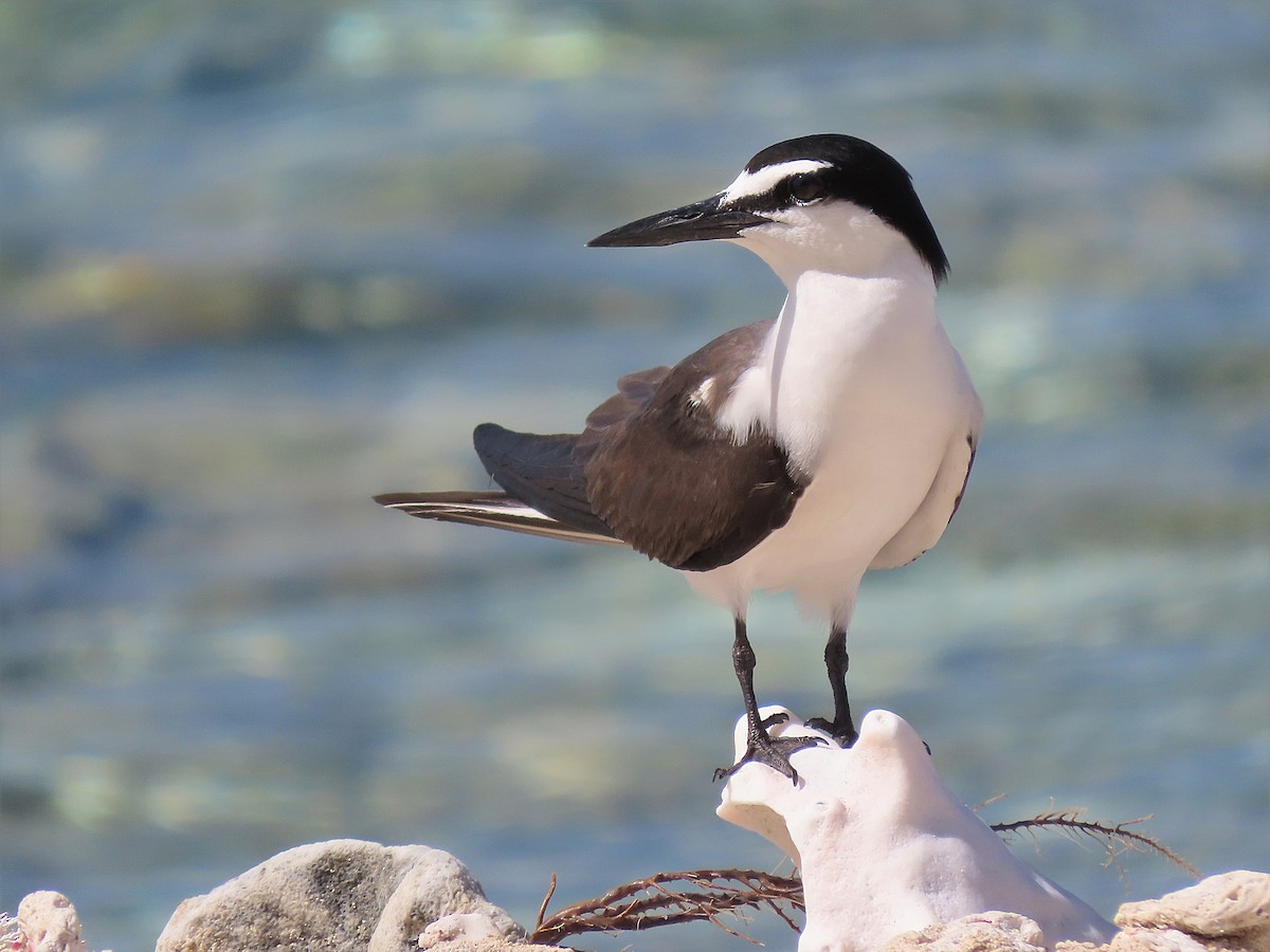 Bridled Tern - ML357350391