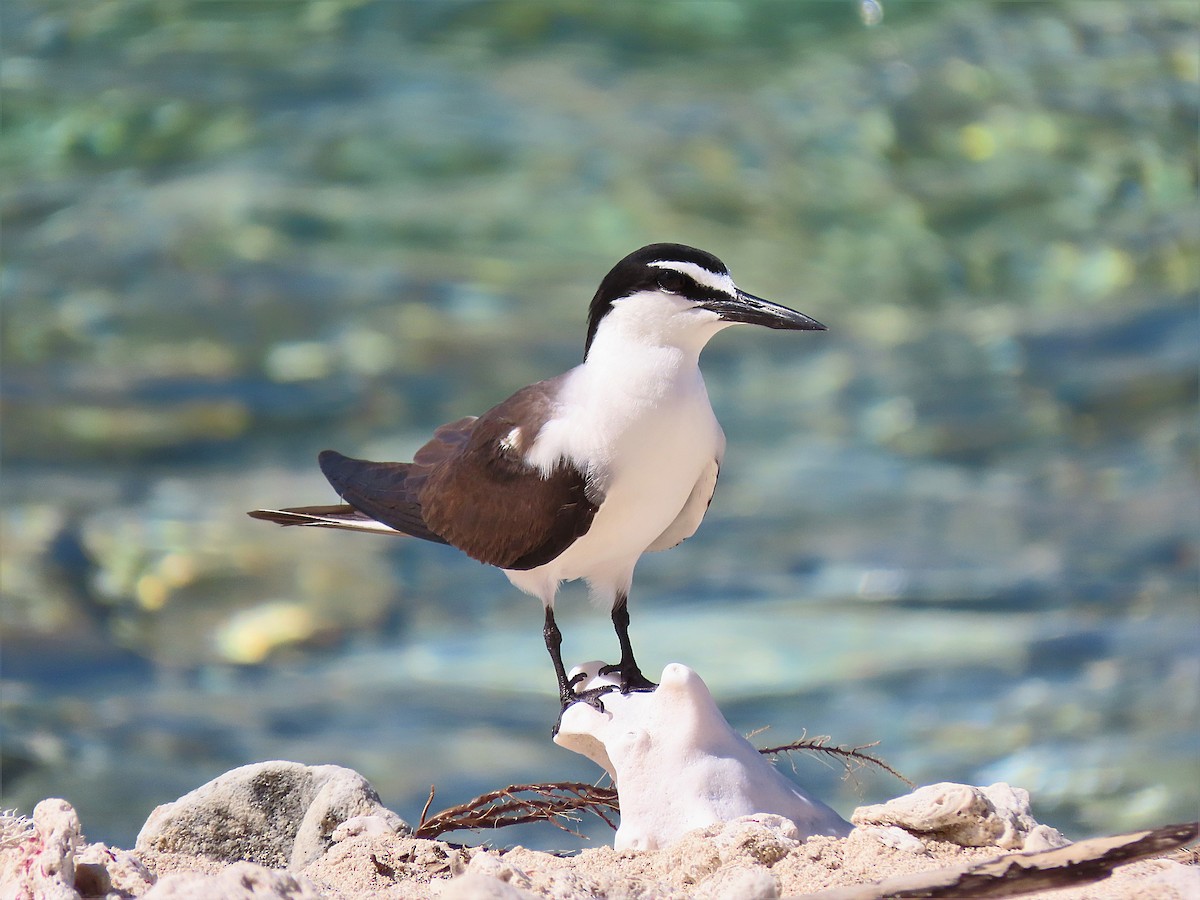 Bridled Tern - ML357350411