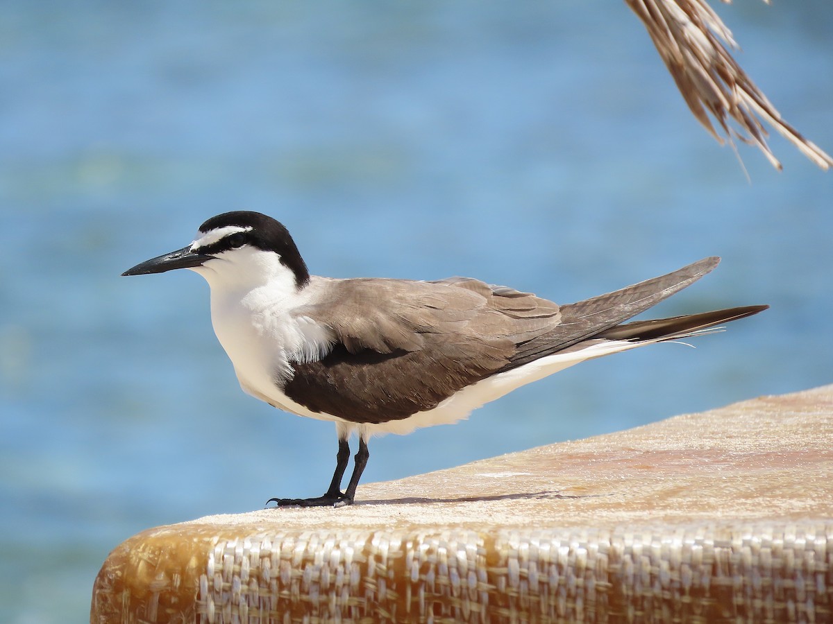 Bridled Tern - ML357350441