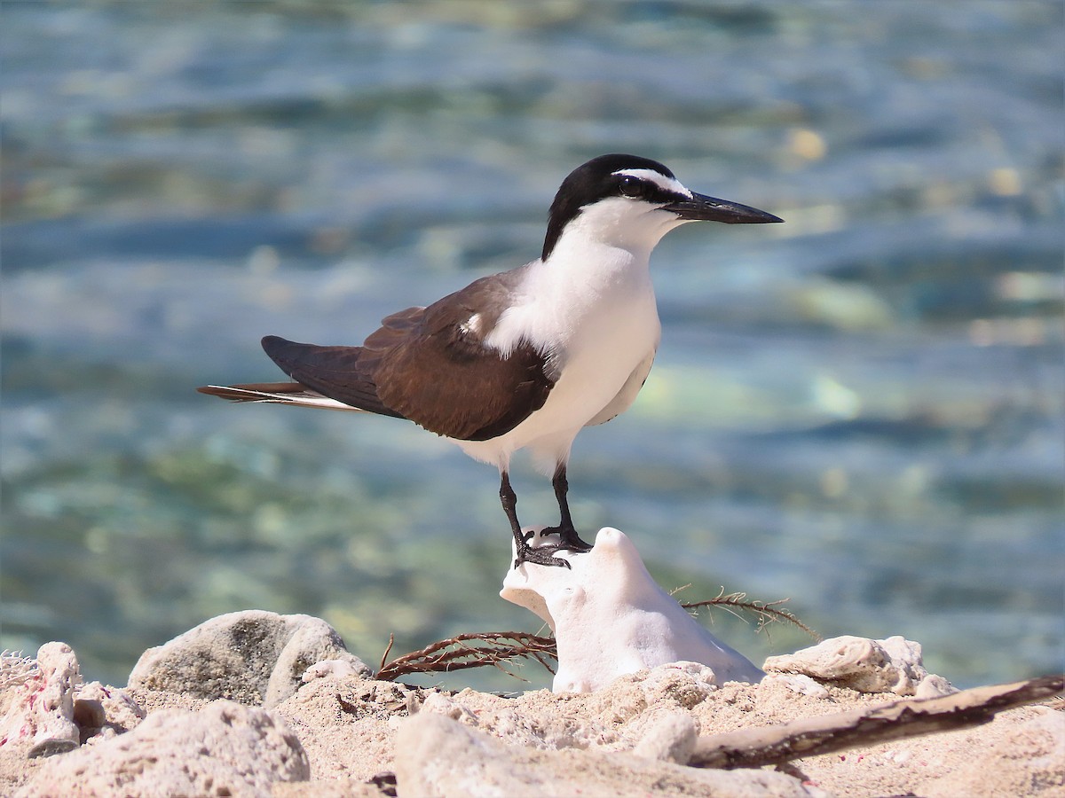 Bridled Tern - ML357350451