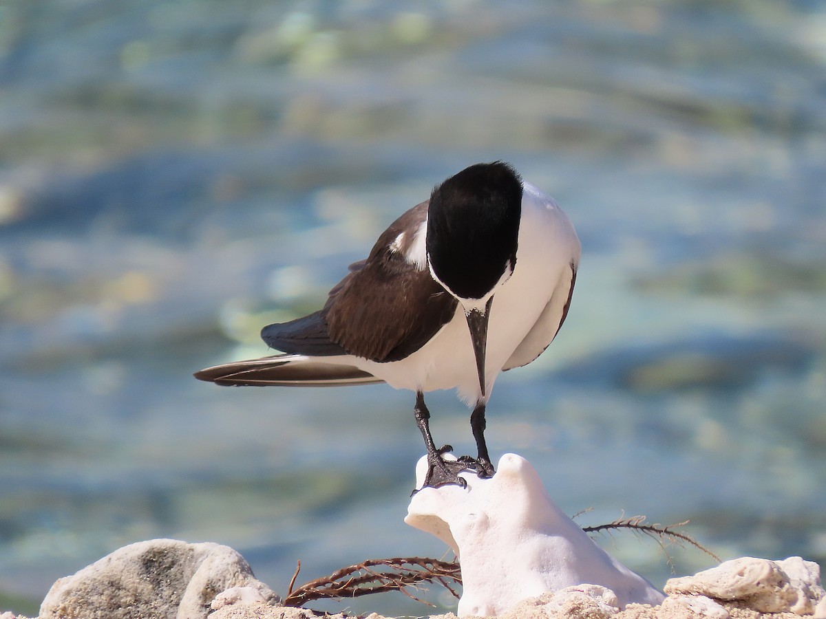 Bridled Tern - ML357350461