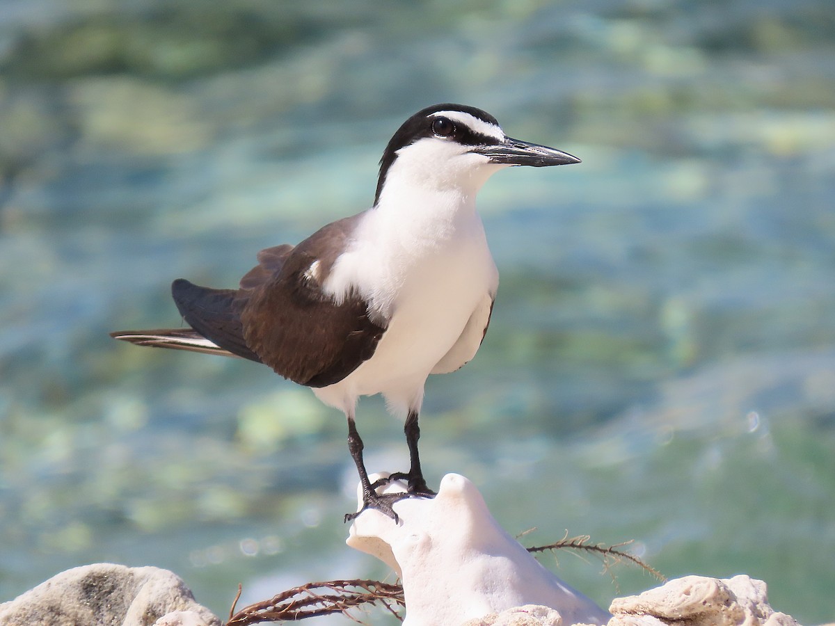 Bridled Tern - Alfonso Auerbach