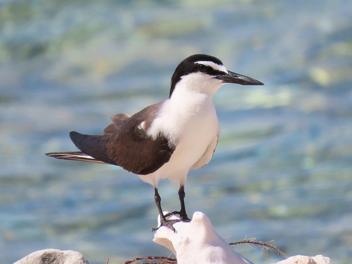 Bridled Tern - Alfonso Auerbach