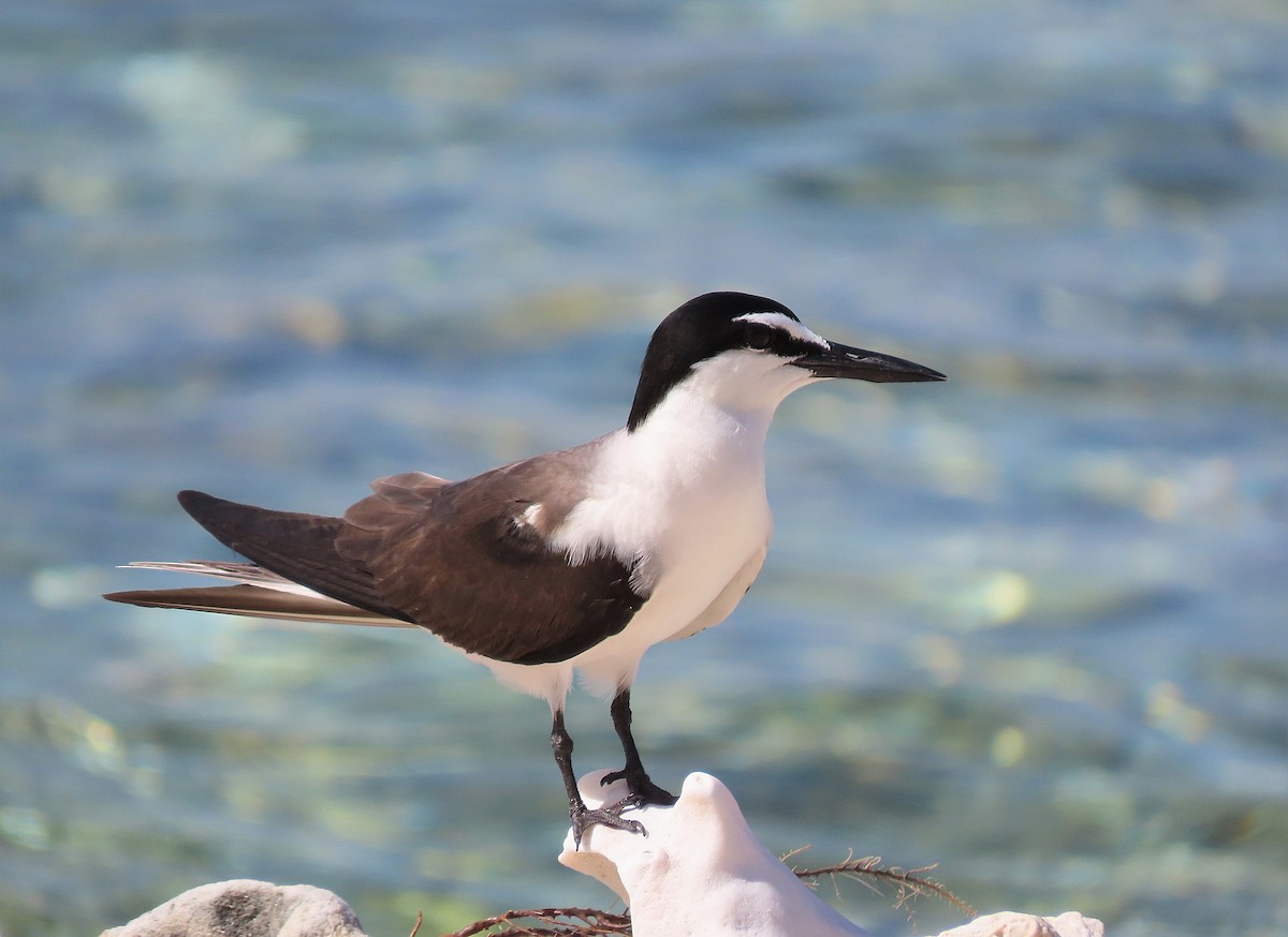 Bridled Tern - Alfonso Auerbach